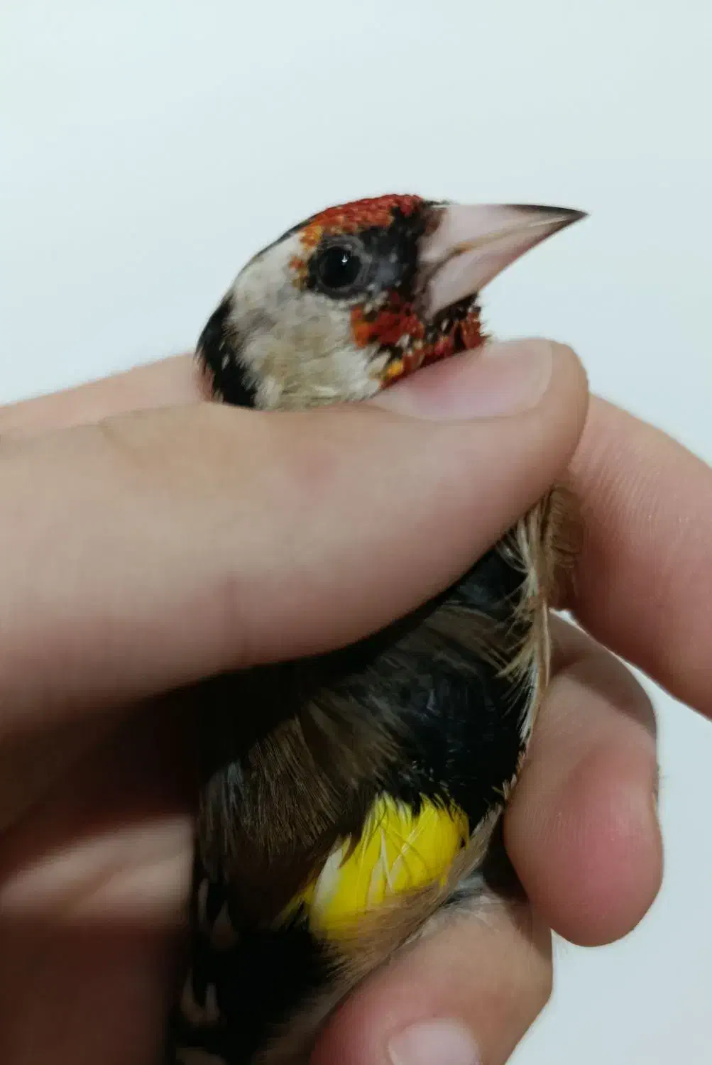 سهره رسمی نر جوجه امساله|پرنده|آمل, |دیوار