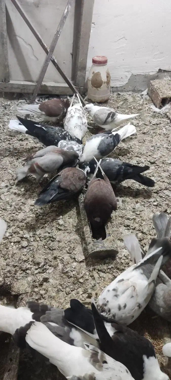 کبوتر سرخ و گرگی|پرنده|فاضل آباد, |دیوار