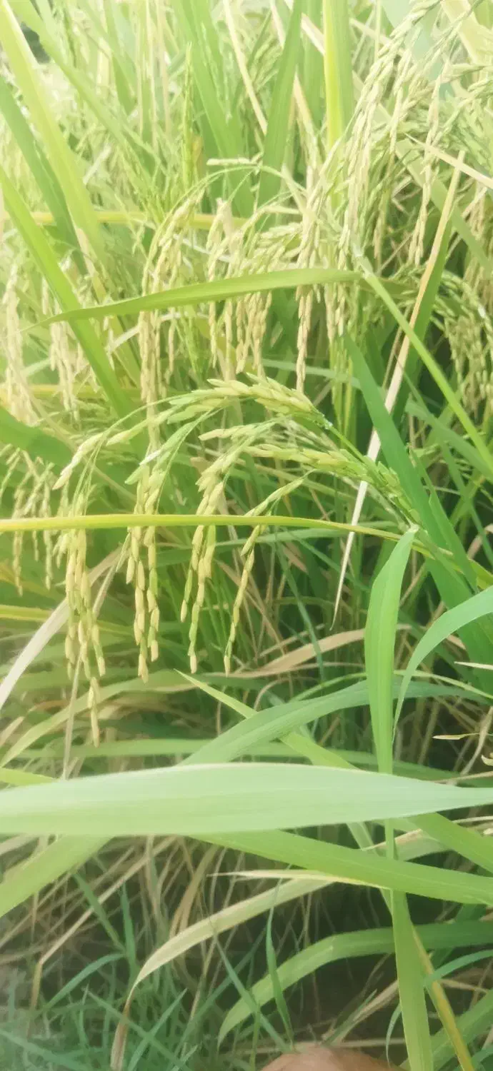 کود شیمیایی اوره|خدمات باغبانی و درختکاری|سوق, |دیوار