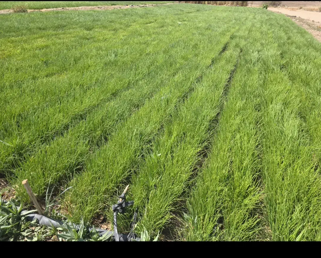 نهال پیاز مینروا|گل و گیاه طبیعی|درب بهشت, |دیوار