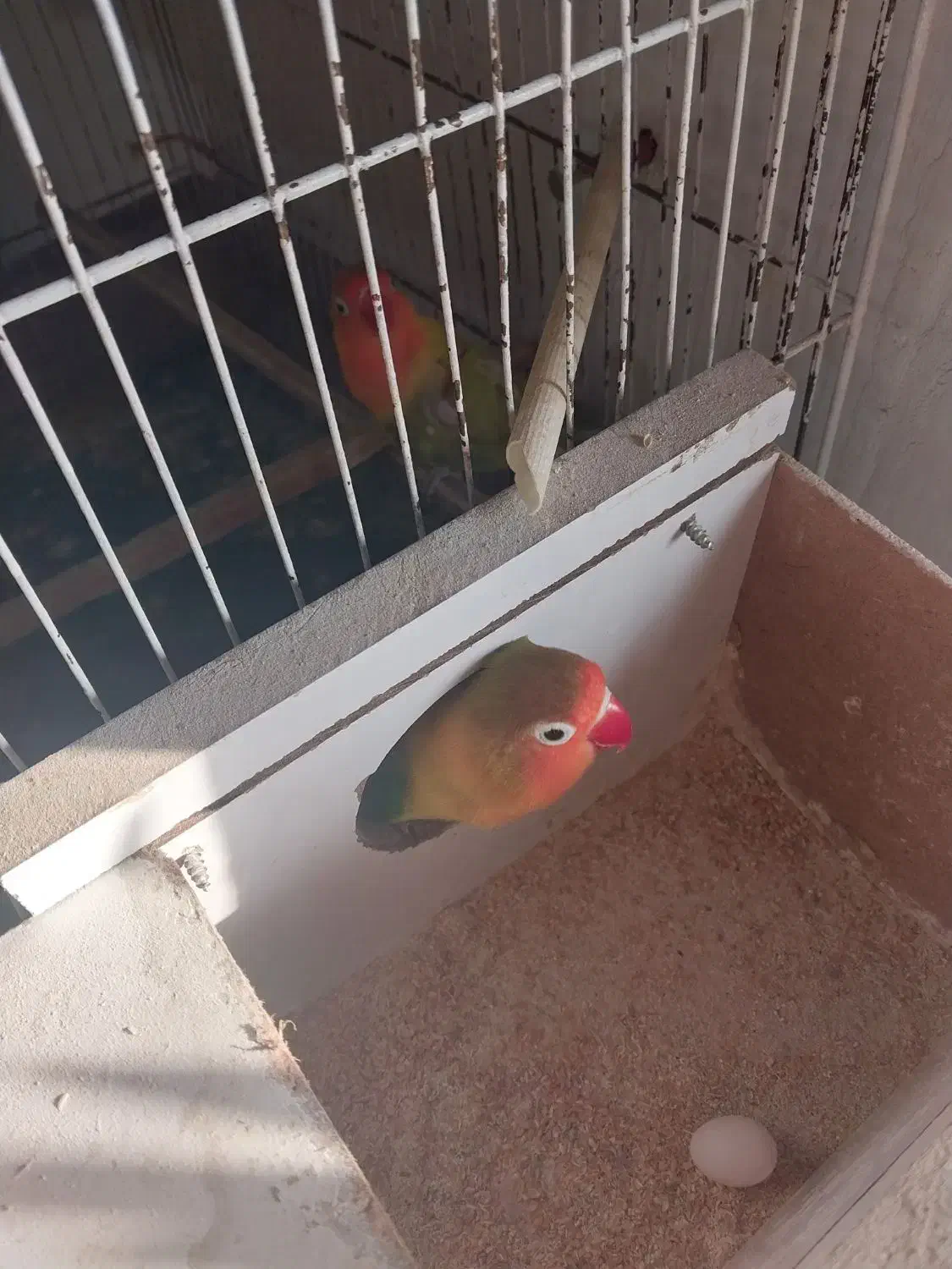 طوطی برزیلی اهلی|پرنده|مرند, |دیوار