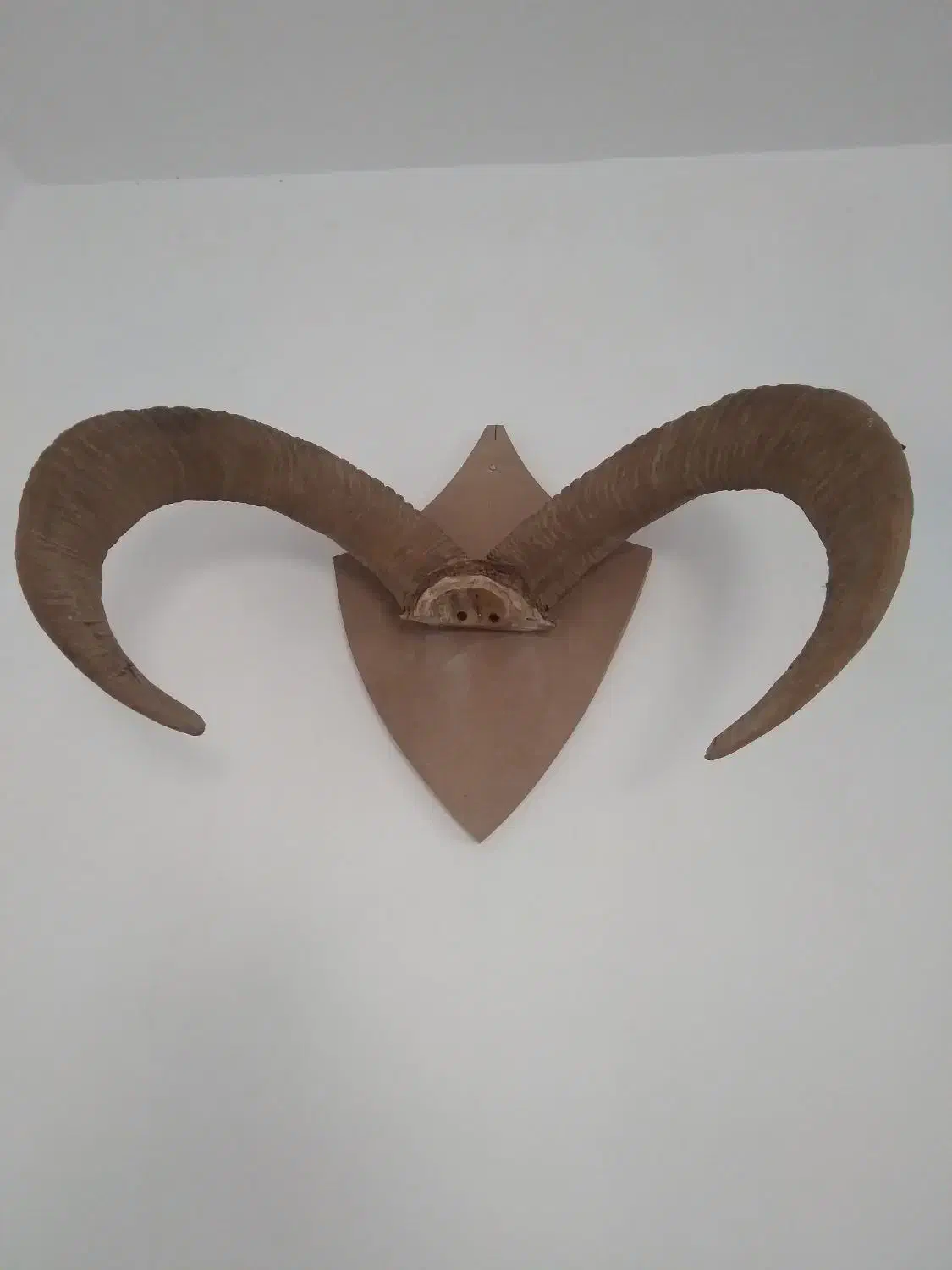 شاخ|کلکسیون اشیاء عتیقه|اسلام‌شهر, کاشانک|دیوار