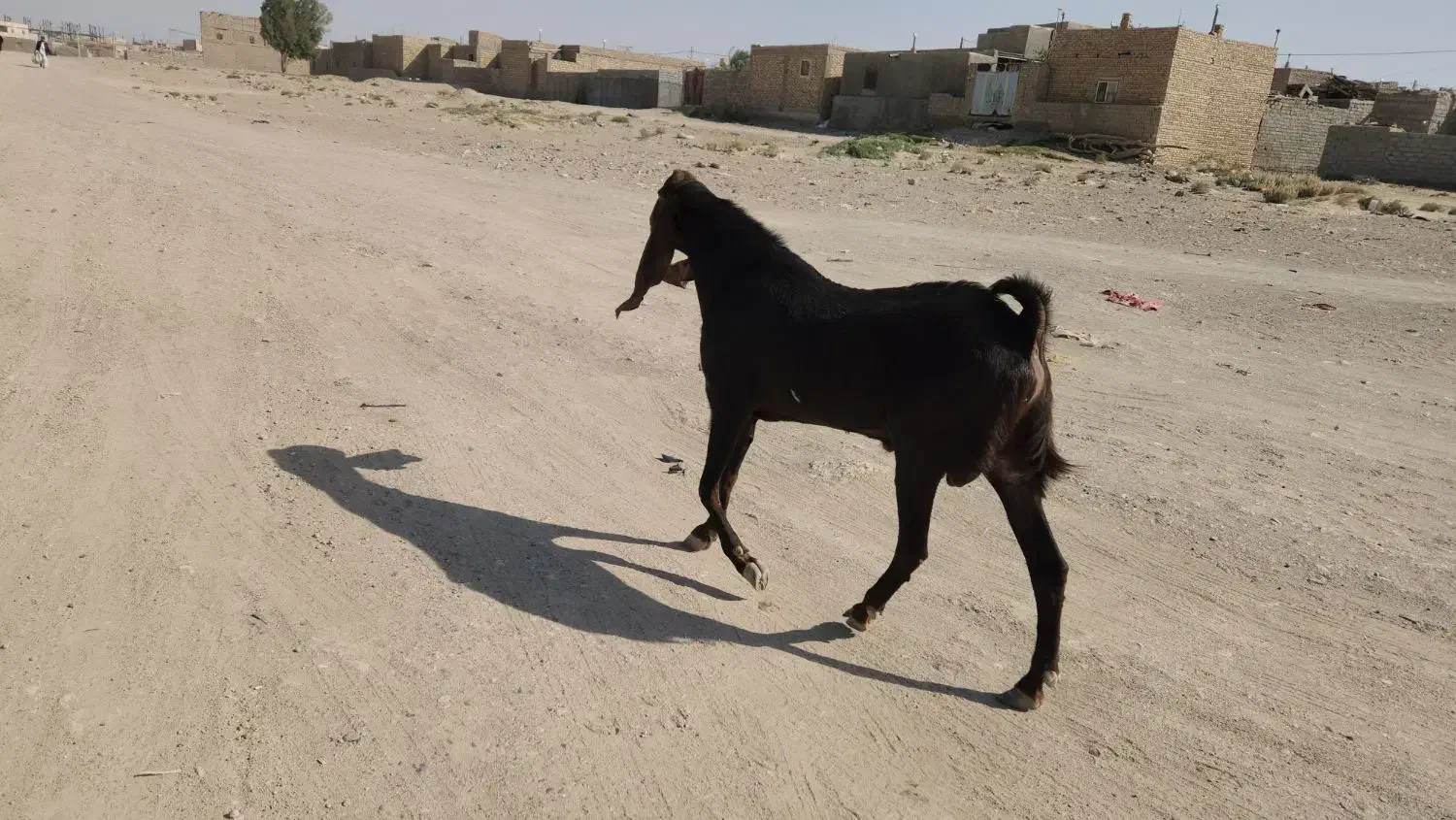 یک نر بز خوب برای نسل کشی|حیوانات مزرعه|زاهدان, |دیوار