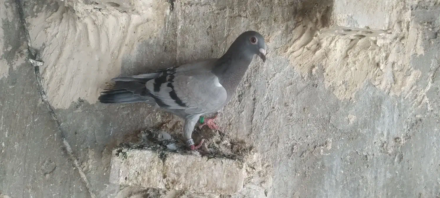 جوجه پلاکی هیچ پرگرفتنی جوجه نر|پرنده|اهواز, فرهنگ شهر|دیوار