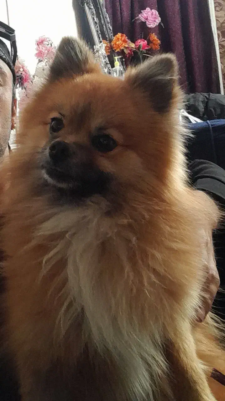 سگ پاپی پامرین|سگ|تربت‌حیدریه, رضاشهر|دیوار