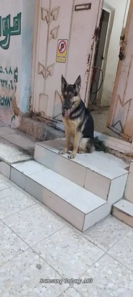 گمشده در بازار|حیوانات|ایذه, |دیوار