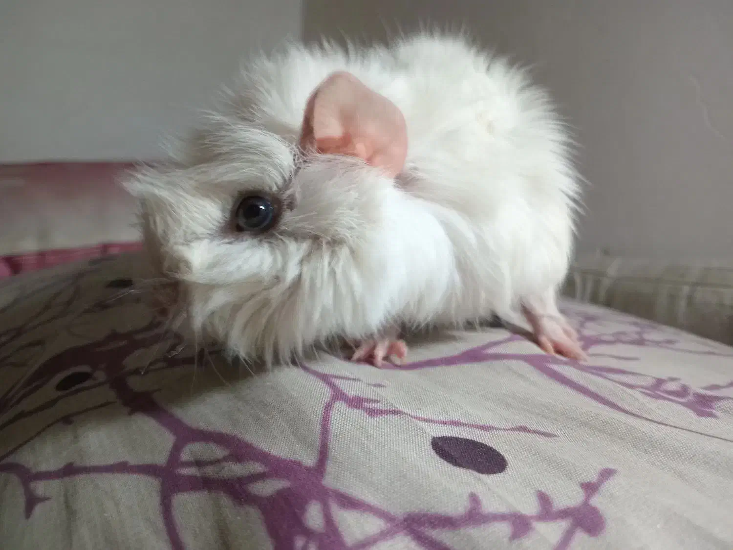 خوکچه هندی یا همستر|موش و خرگوش|مشهد, مشهدقلی|دیوار