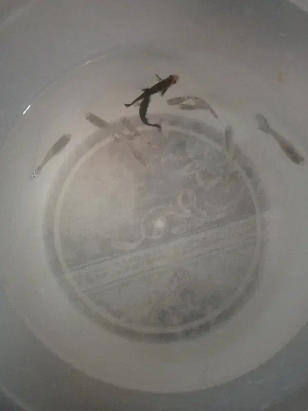 ماهی گوپی|ماهی|تربت‌حیدریه, شهرک ولیعصر|دیوار