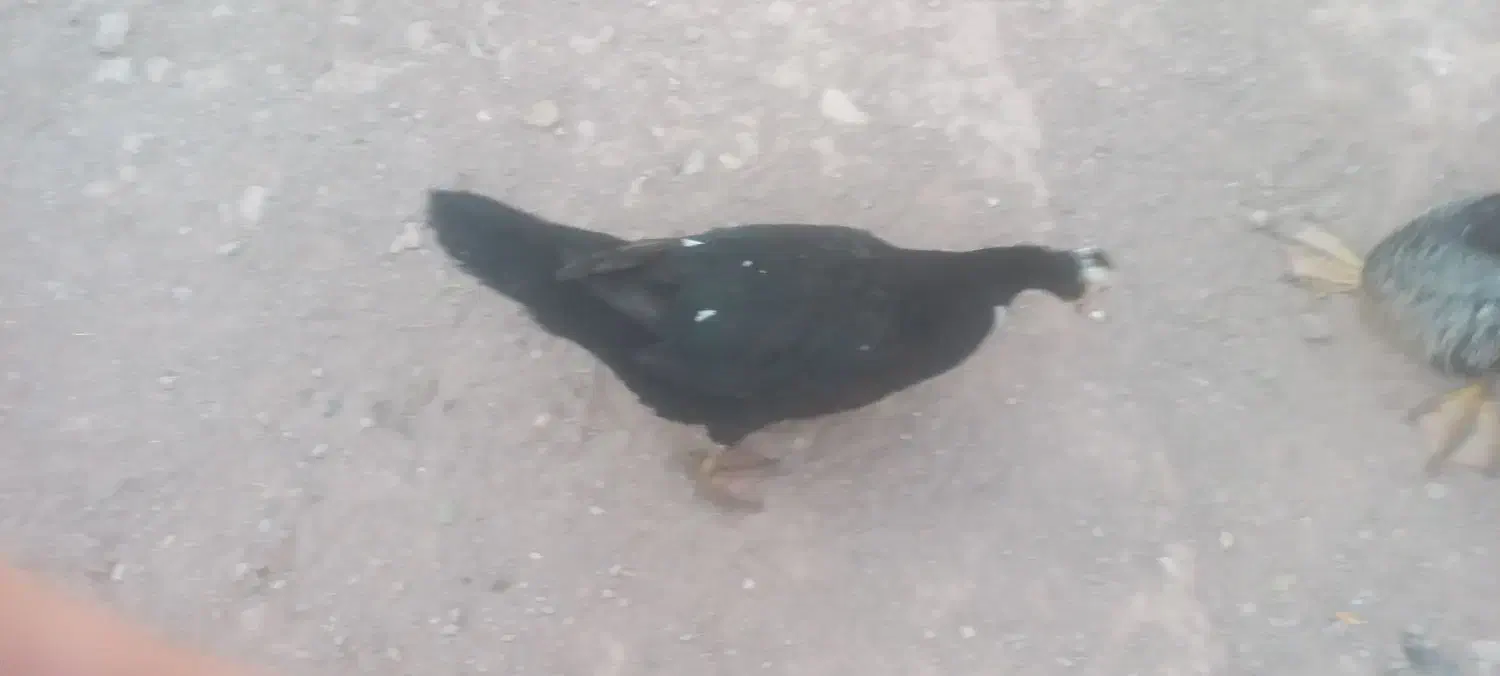 اردک اسراییلی مولد تخم گذار و نیمچه ۴ ماهه|حیوانات مزرعه|قزوین, |دیوار