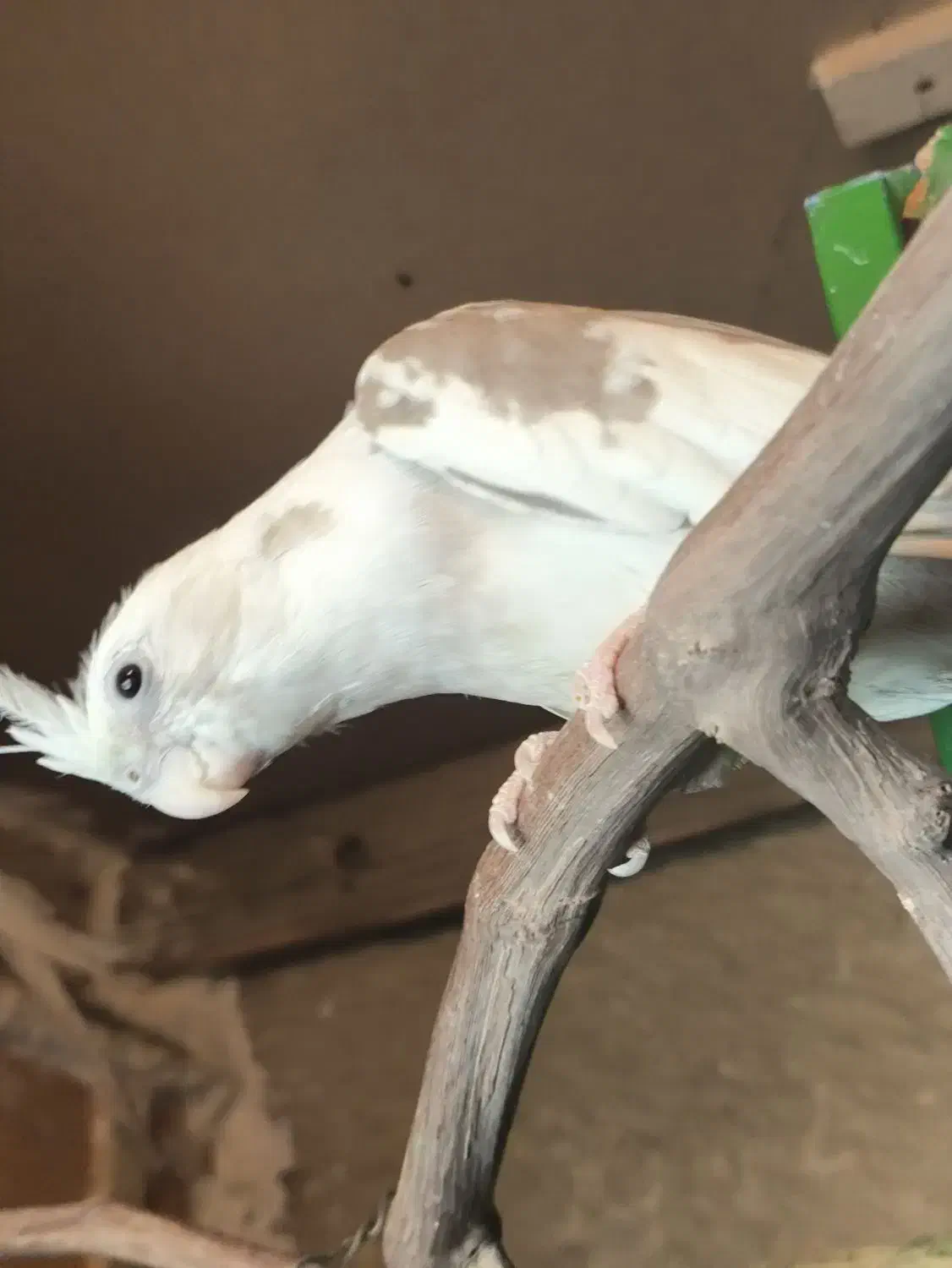 طوطی عروس آلبینو دوکت|پرنده|نظرآباد, رسالت|دیوار