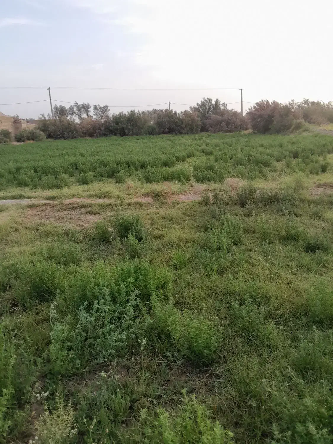 زمین کشاورزی روستای پیری بنیاد|فروش دفتر صنعتی، کشاورزی، تجاری|زابل, |دیوار