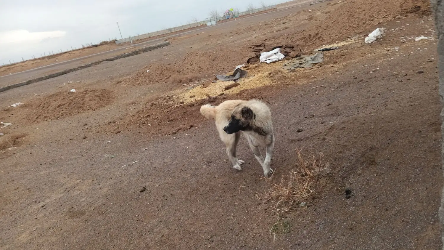 سگ نگهبان|سگ|بوژگان, |دیوار