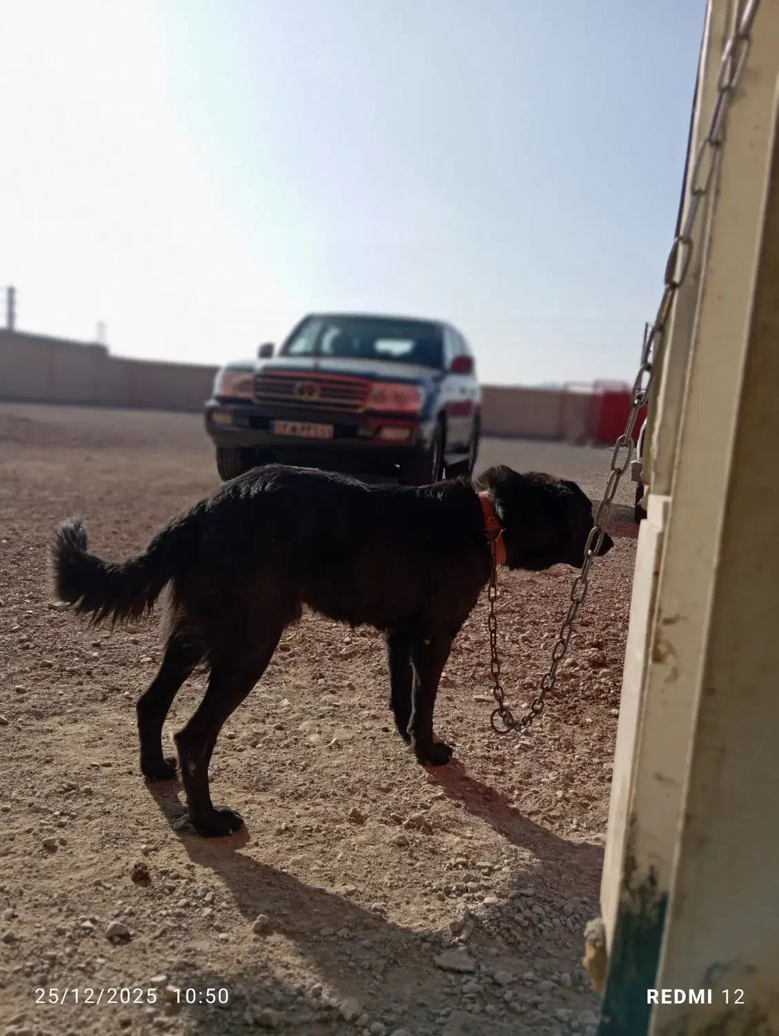 قهدریجانی|سگ|صفادشت, |دیوار