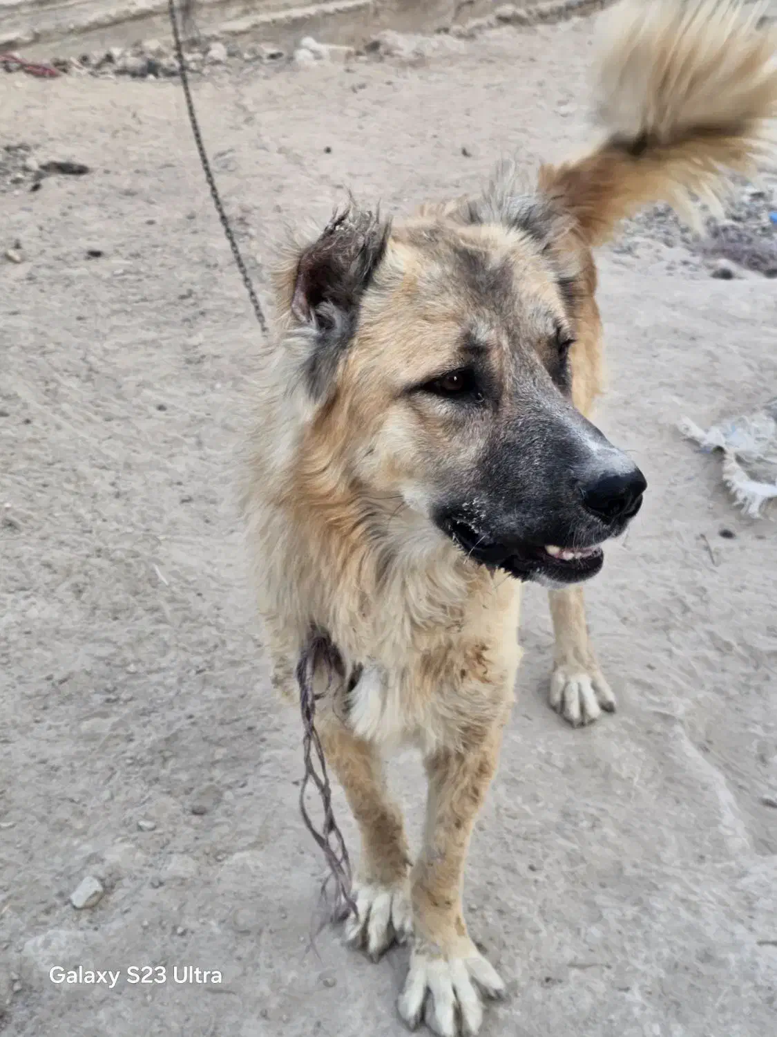 سراب نر اصیل|سگ|شیراز, ظفرآباد|دیوار