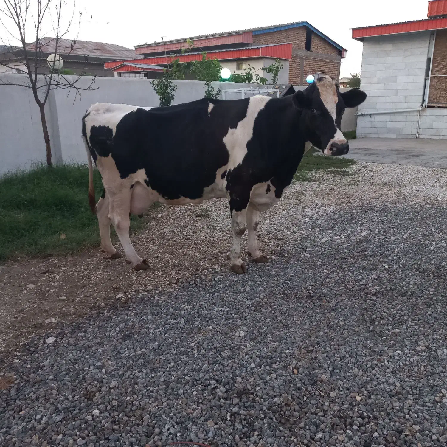 گاو۵۵کیلو شیر ابستن|حیوانات مزرعه|بندر ترکمن, |دیوار