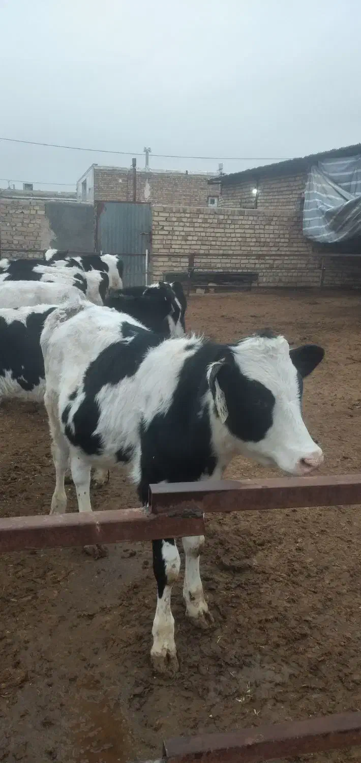 گوساله هلشتاین|حیوانات مزرعه|بوئین زهرا, |دیوار