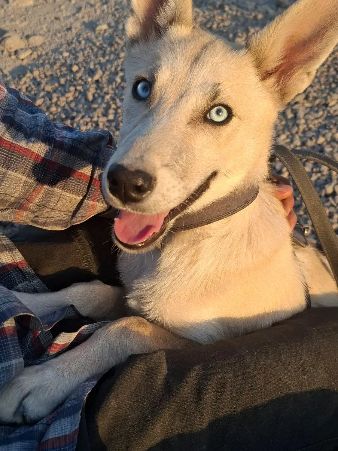 فروش|سگ|کرج, اخترآباد|دیوار