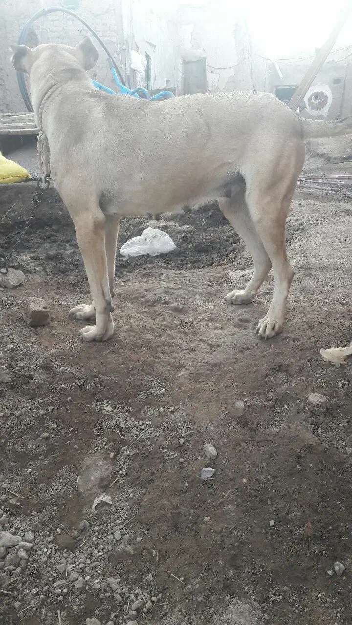 ماده گوزل|سگ|ورزقان, |دیوار