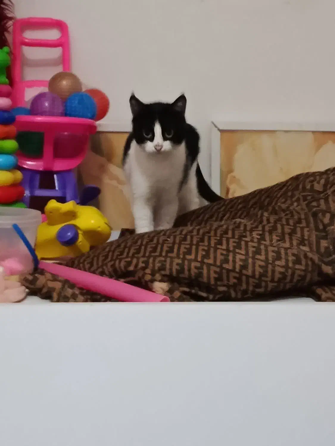 گربه ماده|گربه|رشت, کوی حسینی|دیوار