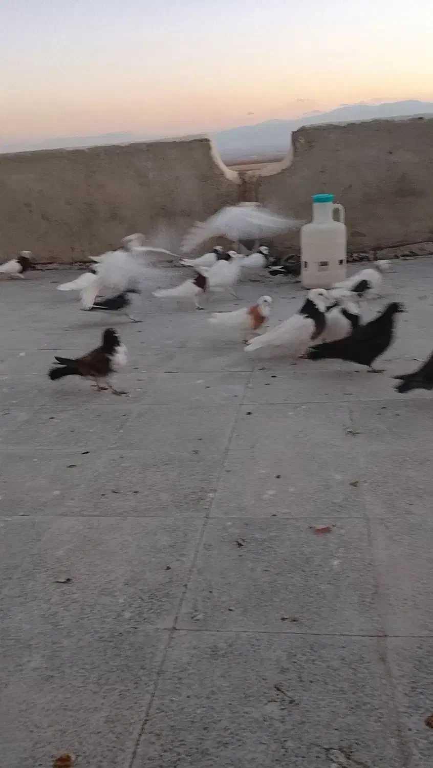 کبوترها طوقی تک پر|پرنده|لالجین, |دیوار