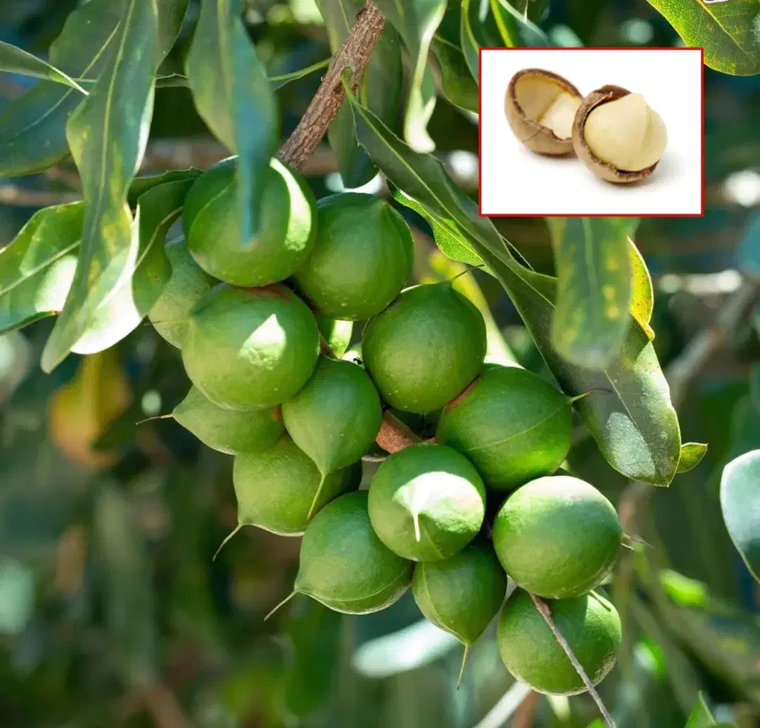 نهالستان گردو و بادام دیرگل و پربار پالیز|خدمات باغبانی و درختکاری|بافق, |دیوار