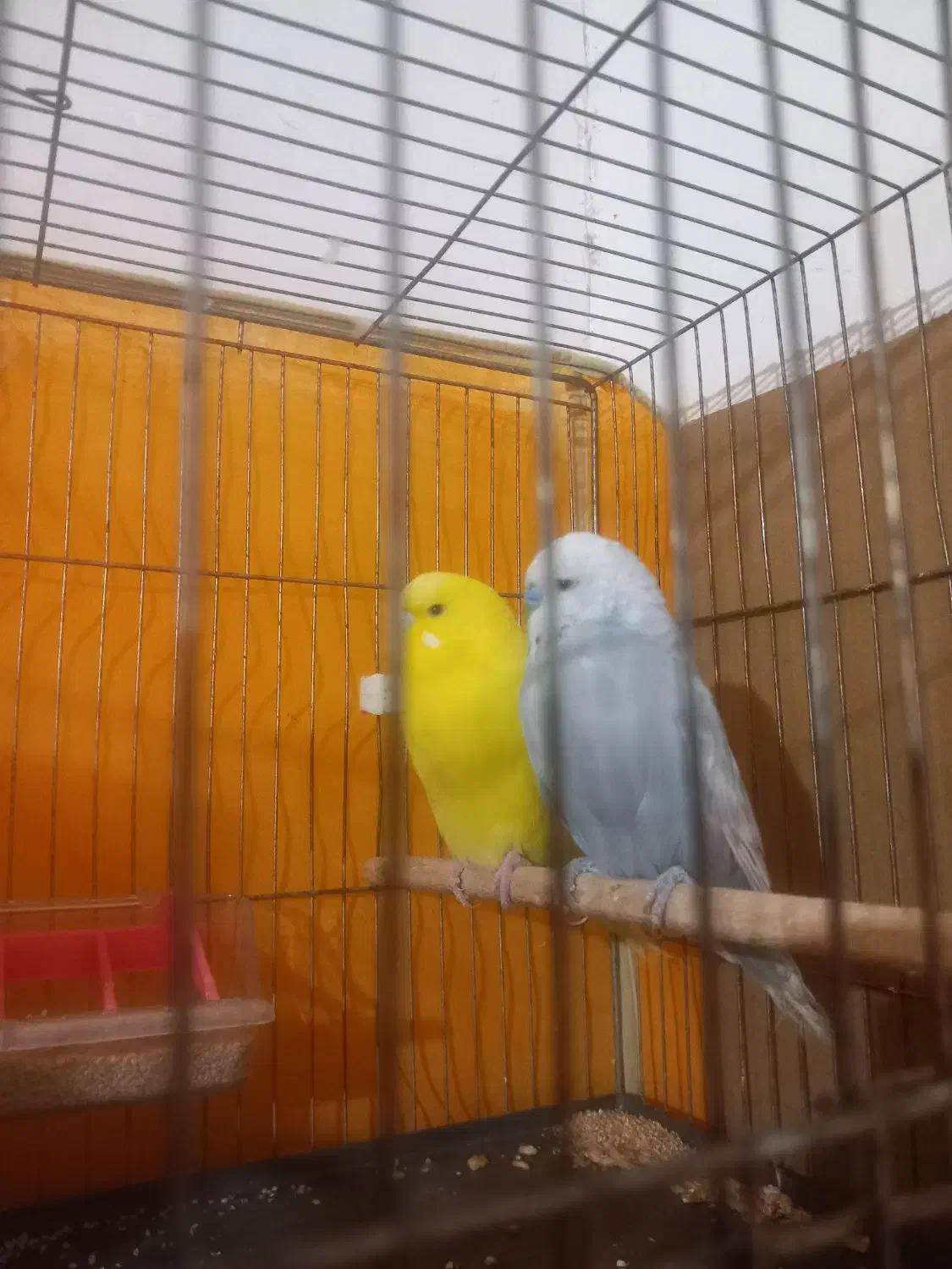 مرغ عشق انگلیسی|پرنده|تفت, |دیوار