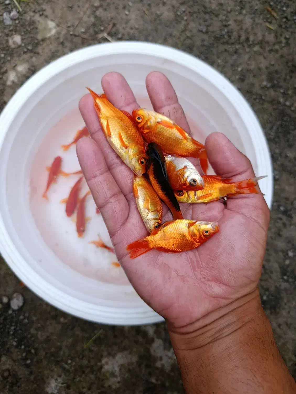 ماهی قرمز شکار اردک ماهی بدونه دلال|ماهی|رشت, حومه رشت|دیوار