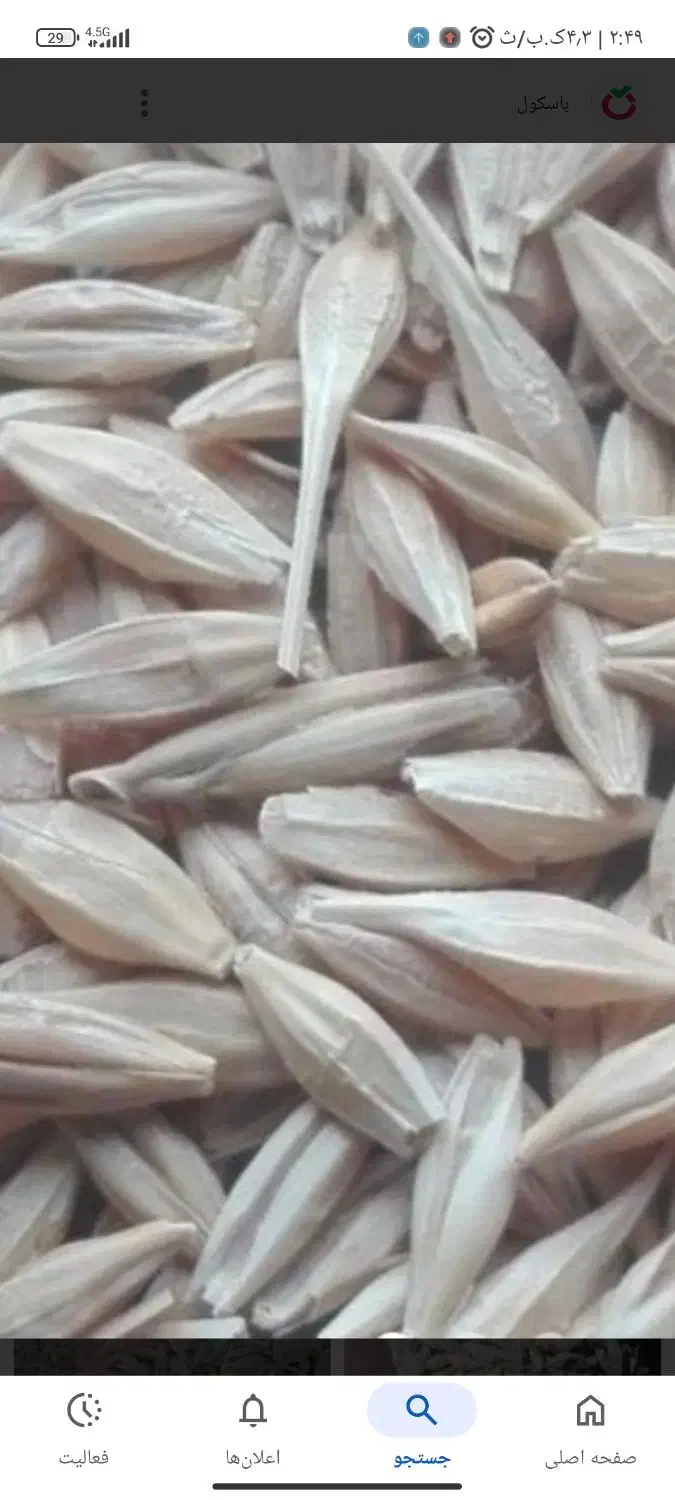 جو دیم|خدمات باغبانی و درختکاری|نهاوند, |دیوار