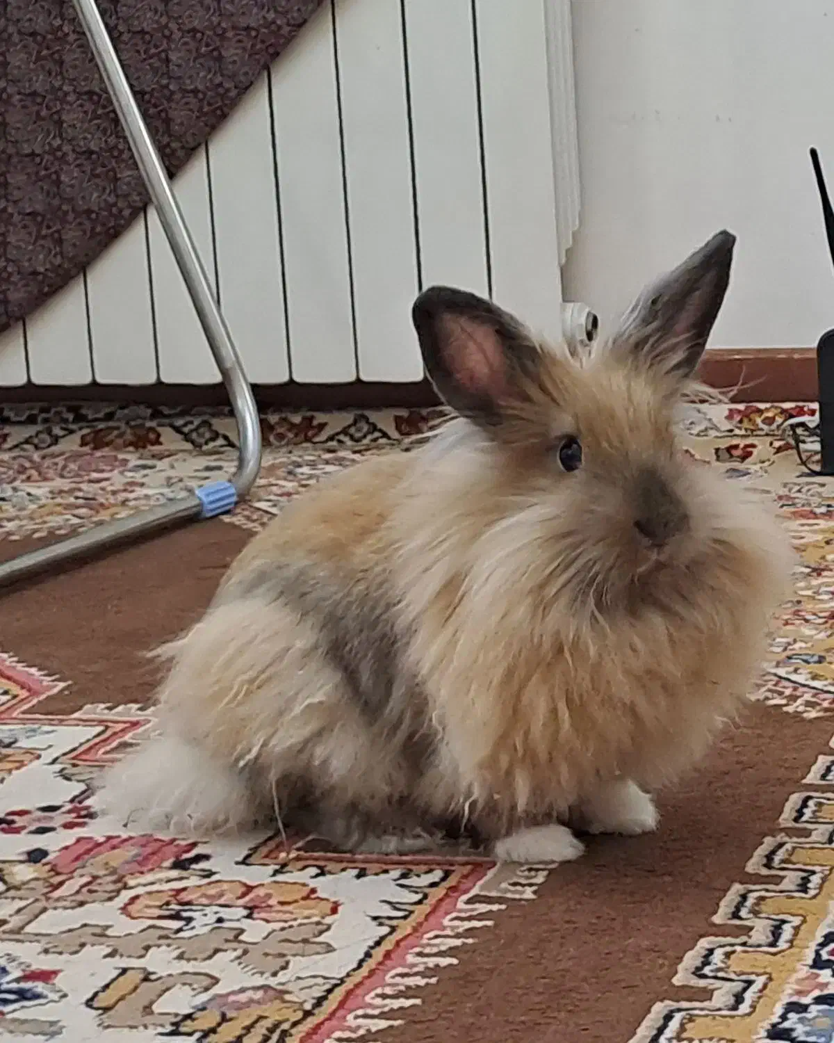 فوری|موش و خرگوش|تهران, بلوار کشاورز|دیوار