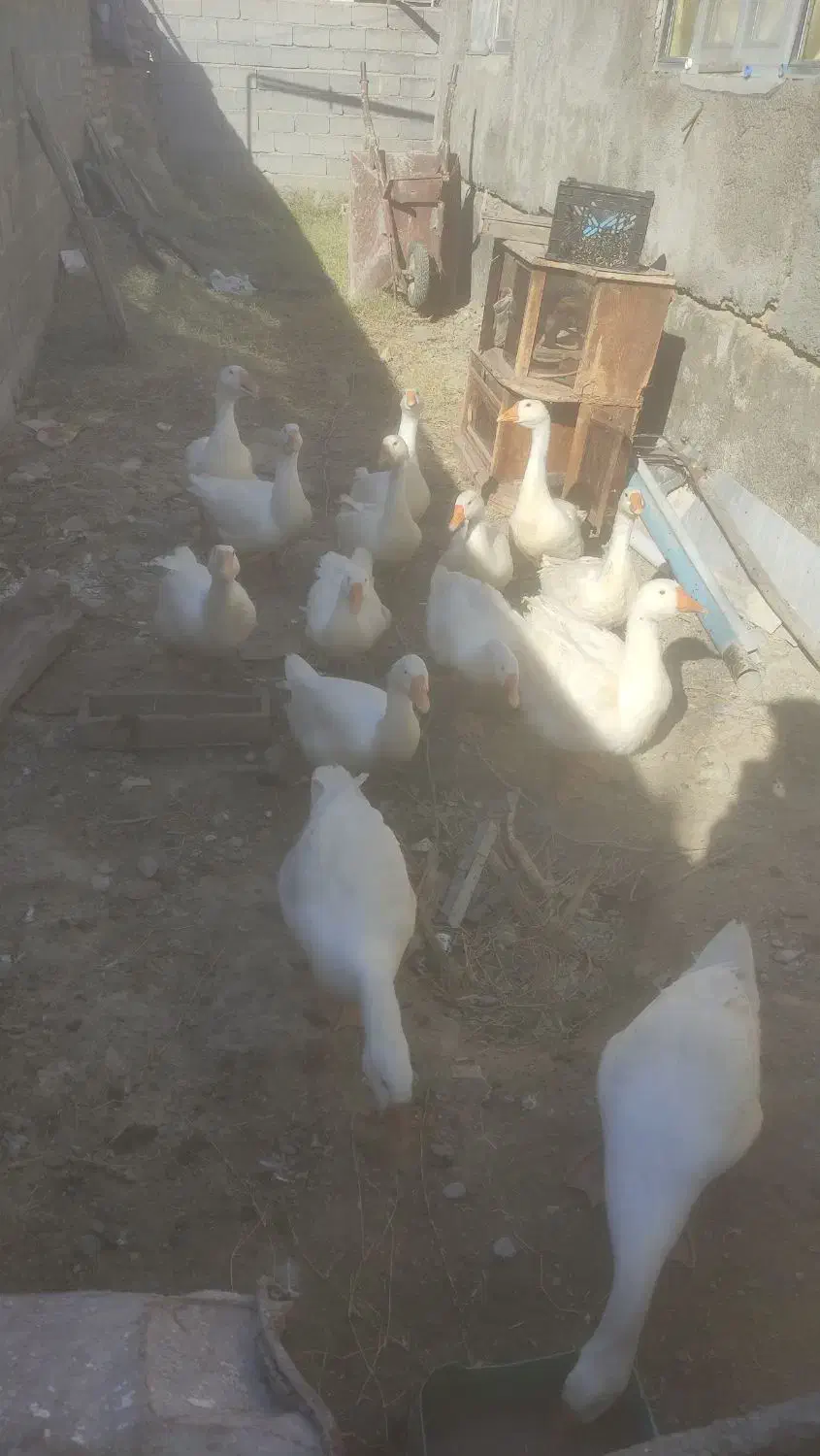 غوقاز|حیوانات مزرعه|سیمین شهر, |دیوار