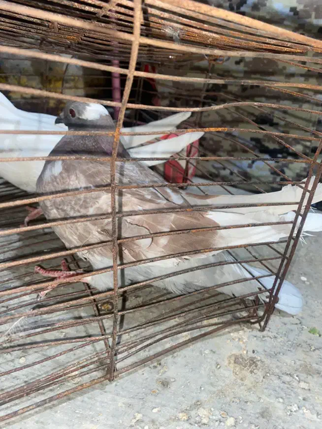 کبوتر|پرنده|شبانکاره, |دیوار