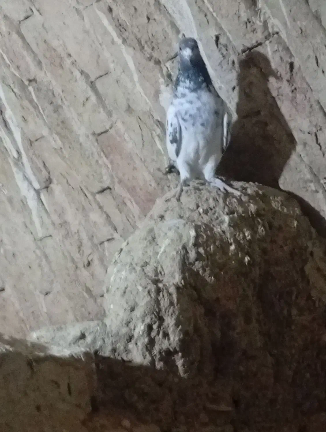 کبوتر ماده|پرنده|سریش آباد, |دیوار