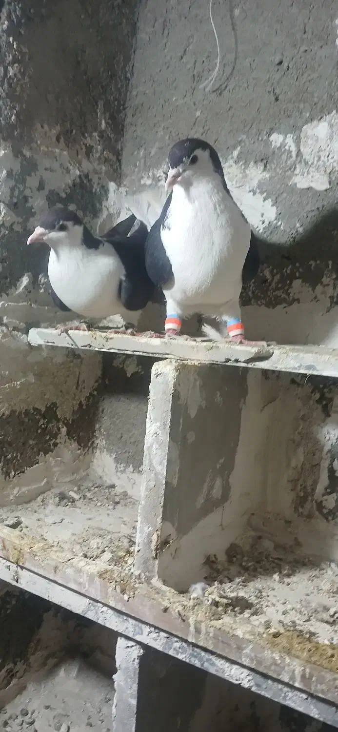 پرنده|پرنده|چناران, |دیوار