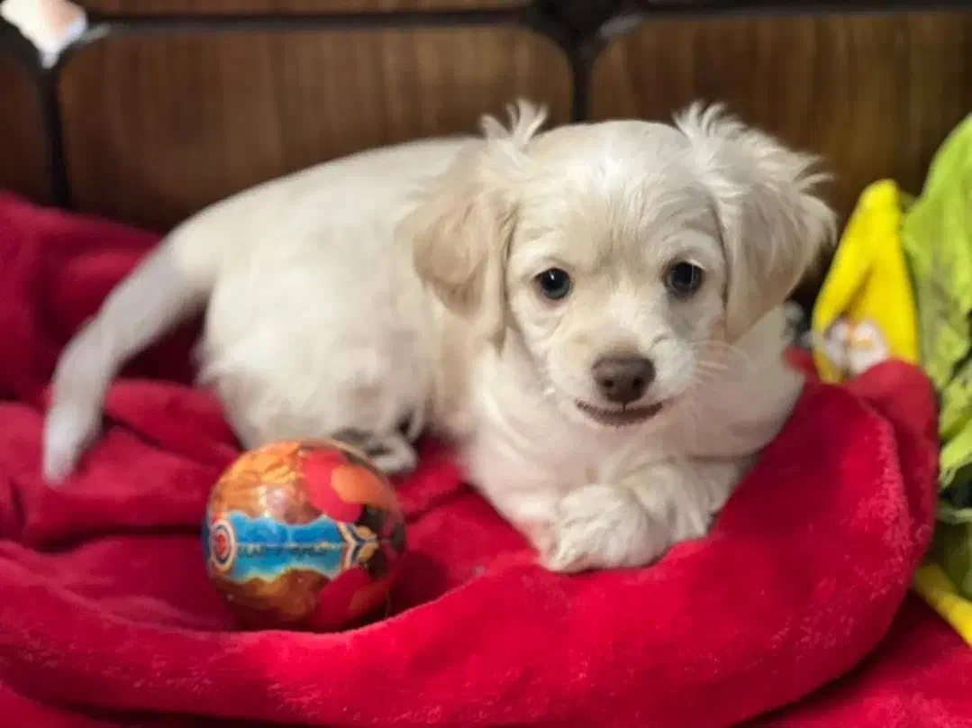 توله پودل کراس|سگ|مشهد, هنرستان|دیوار