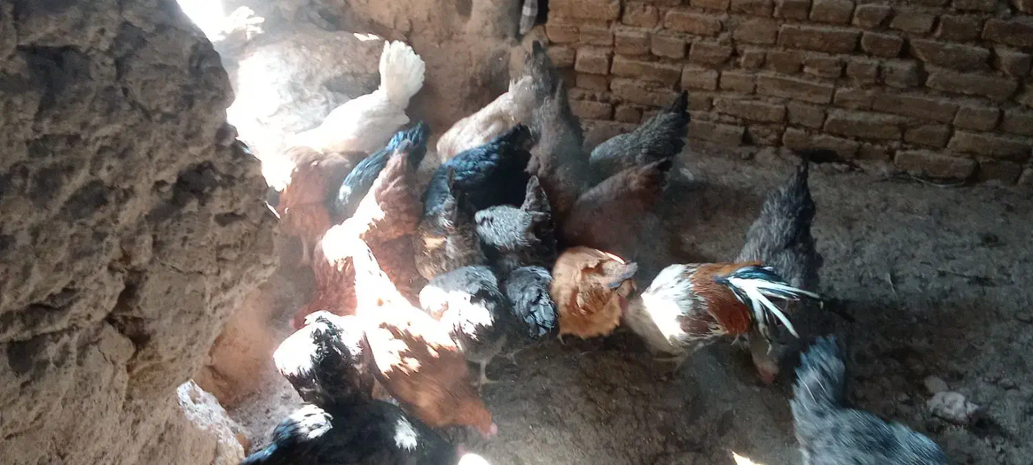 باسلام بیستا مرغ و خروس یکساله تخمی|حیوانات مزرعه|تربتحیدریه, پائین ولایت|دیوار