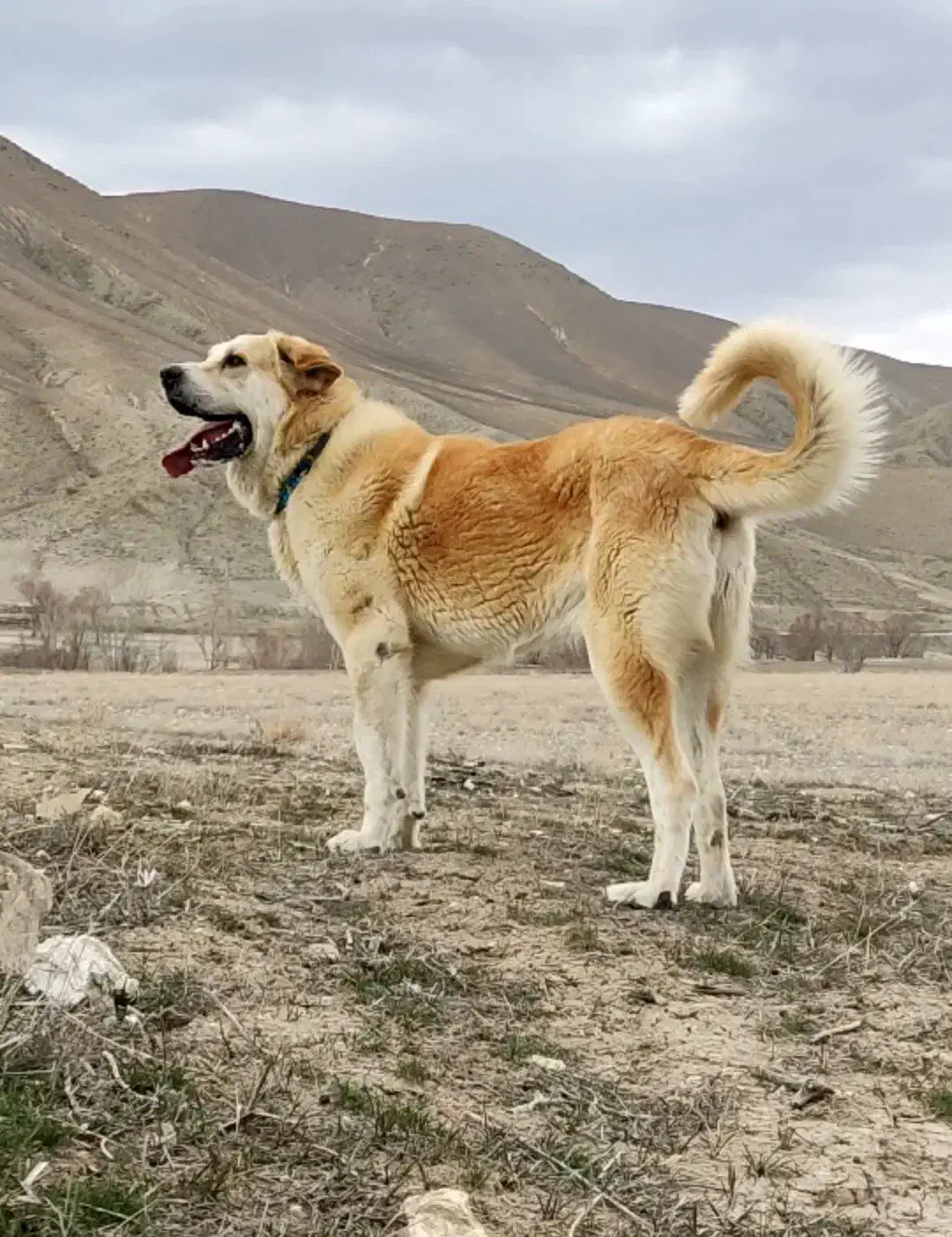 سگ عراقی|سگ|بستان آباد, |دیوار
