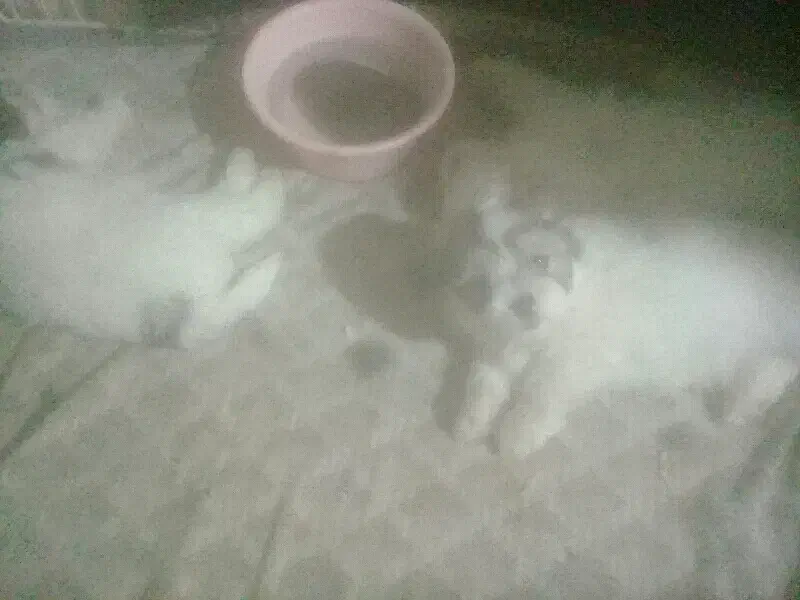 واگذاری توله سگ|سگ|چالوس, |دیوار