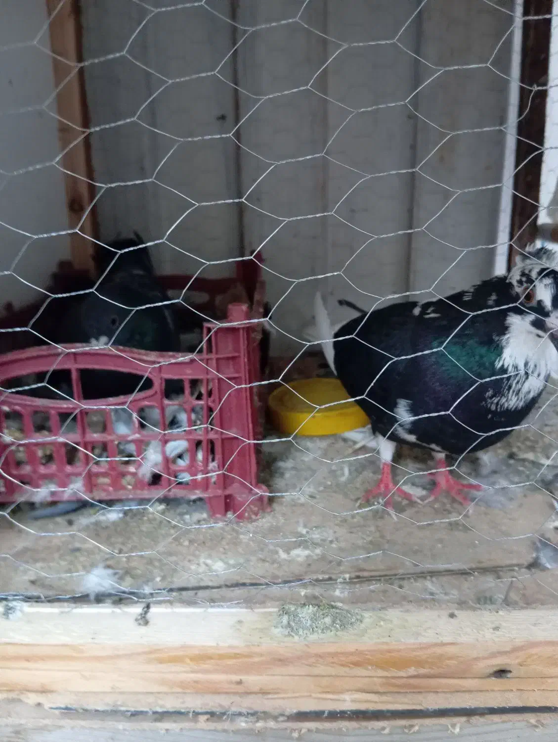 کبوتر|پرنده|گرگان, |دیوار