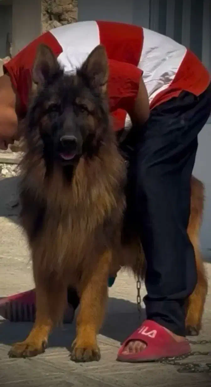 ژرمن شپرد شولاین نر|سگ|نورآباد ممسنی, |دیوار