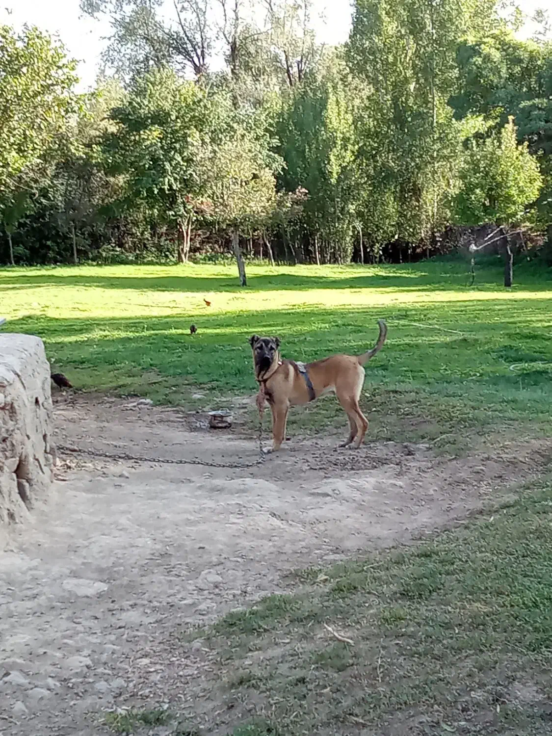 توله سگ سرابی 5ماه قیمت 15000000|سگ|اردبیل, |دیوار