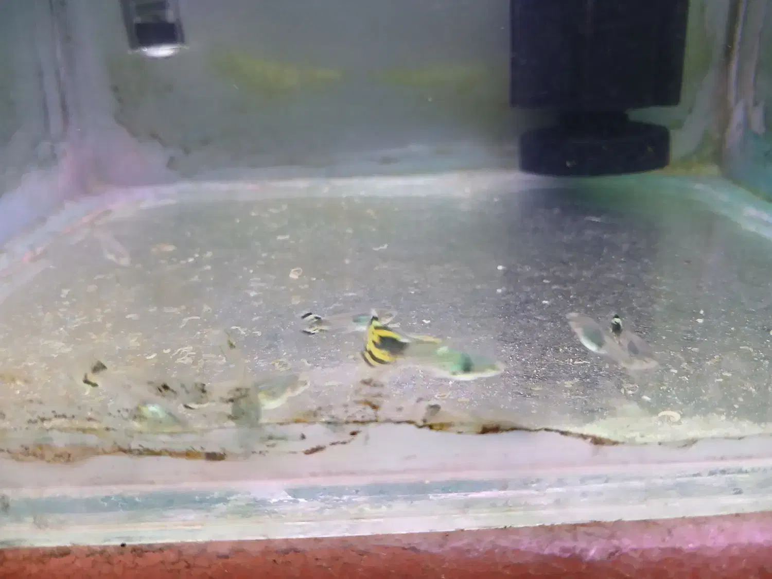 گوپی|ماهی|پردیس, فاز ۱|دیوار