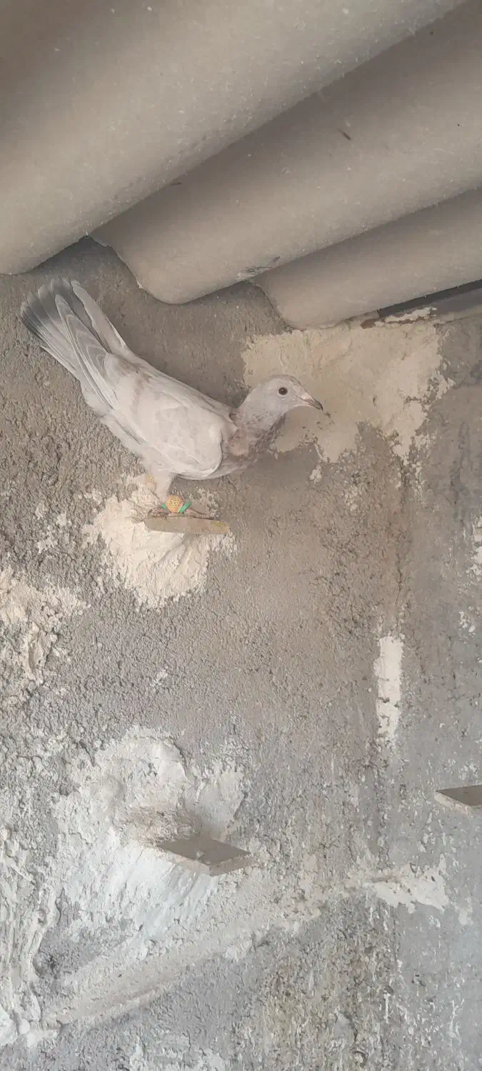 کفترهفرنگ پرنده|پرنده|الوند, |دیوار