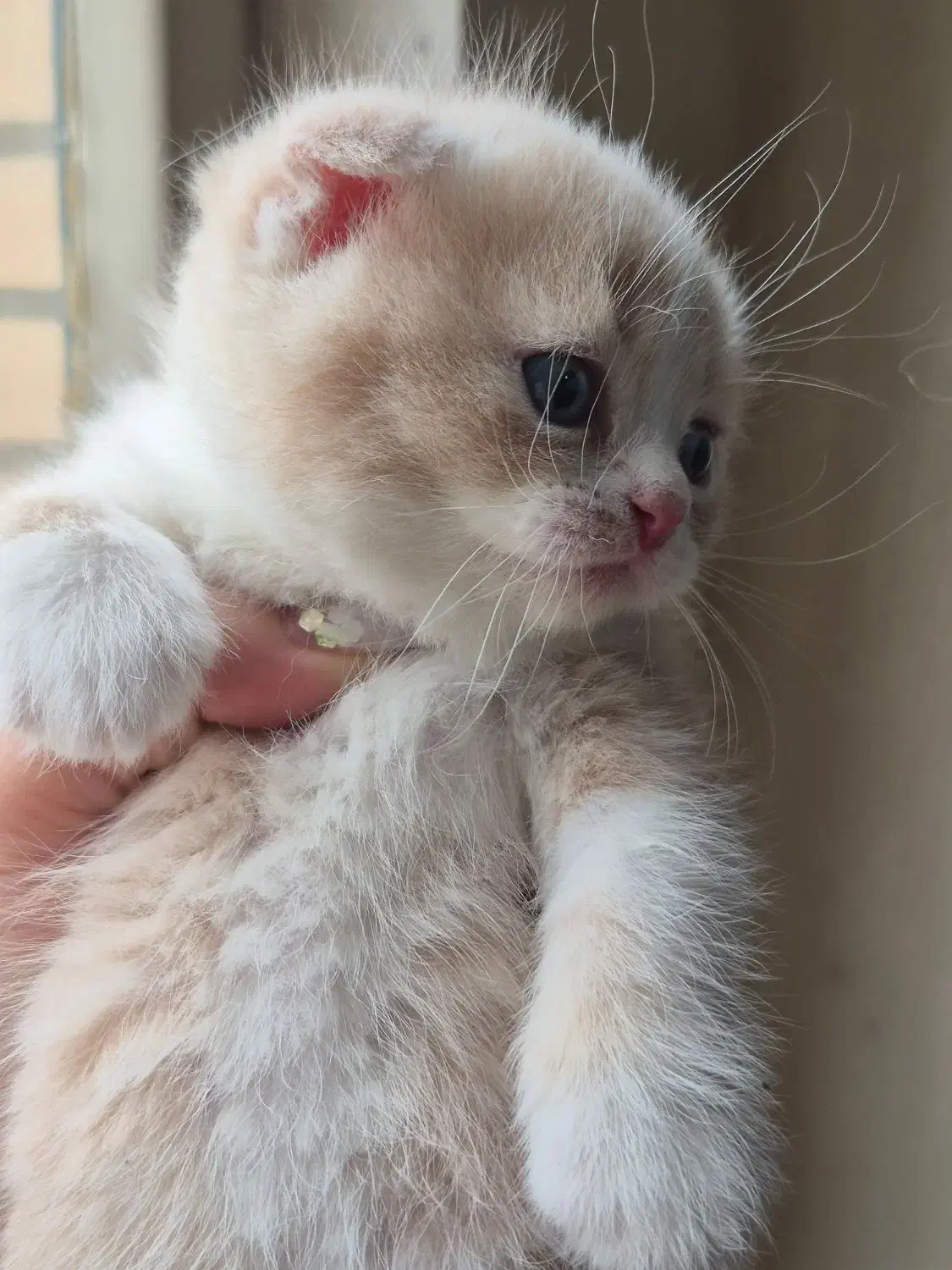 گربه اسکاتیش بریتیش|گربه|کرج, اتحاد|دیوار