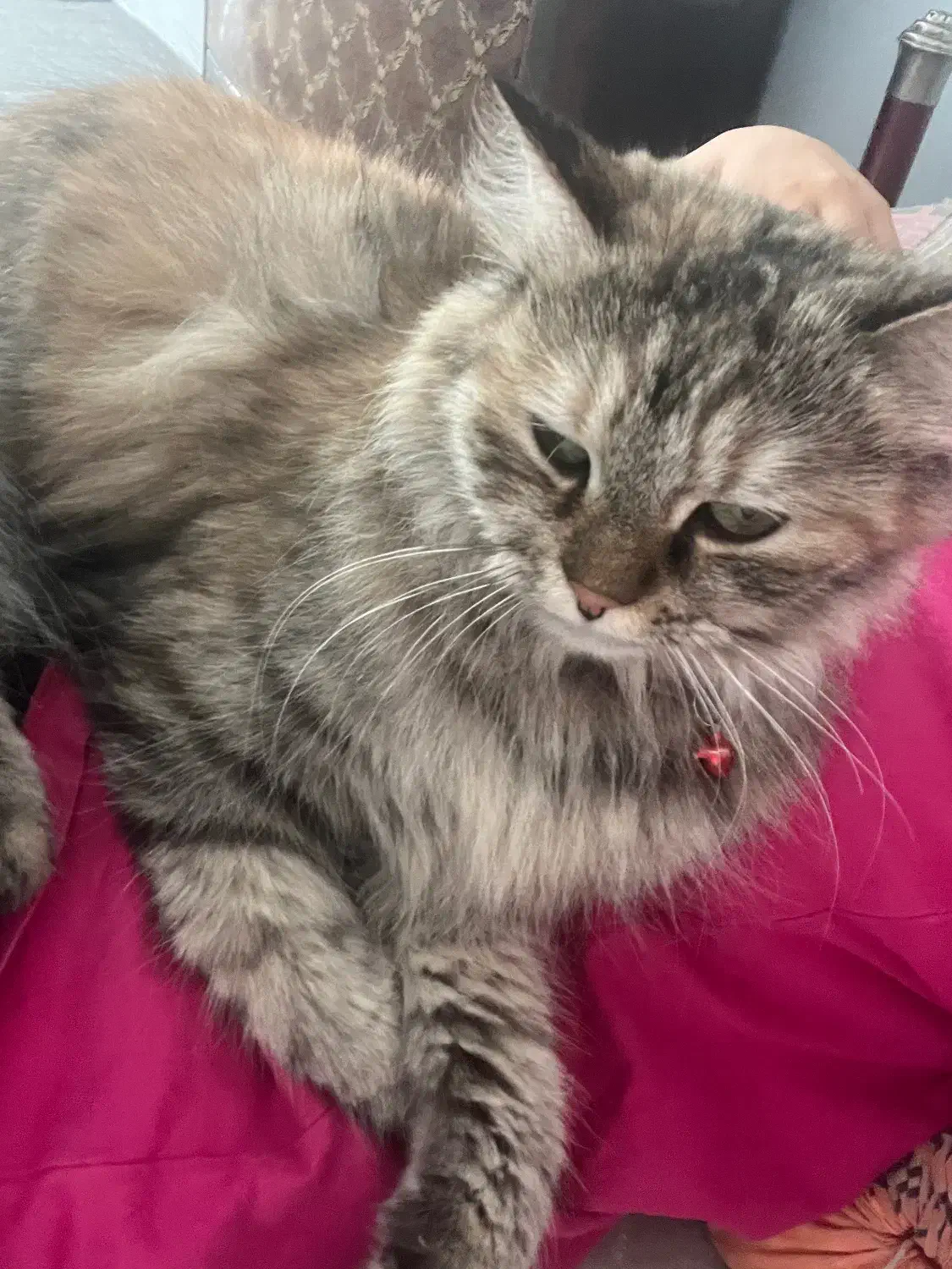 گربه ورشین دو رگه|گربه|ارومیه, |دیوار