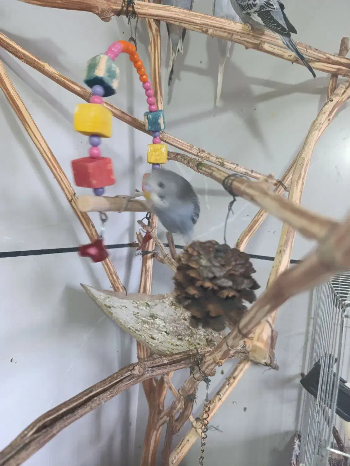 مرغ عشق|پرنده|هریس, |دیوار