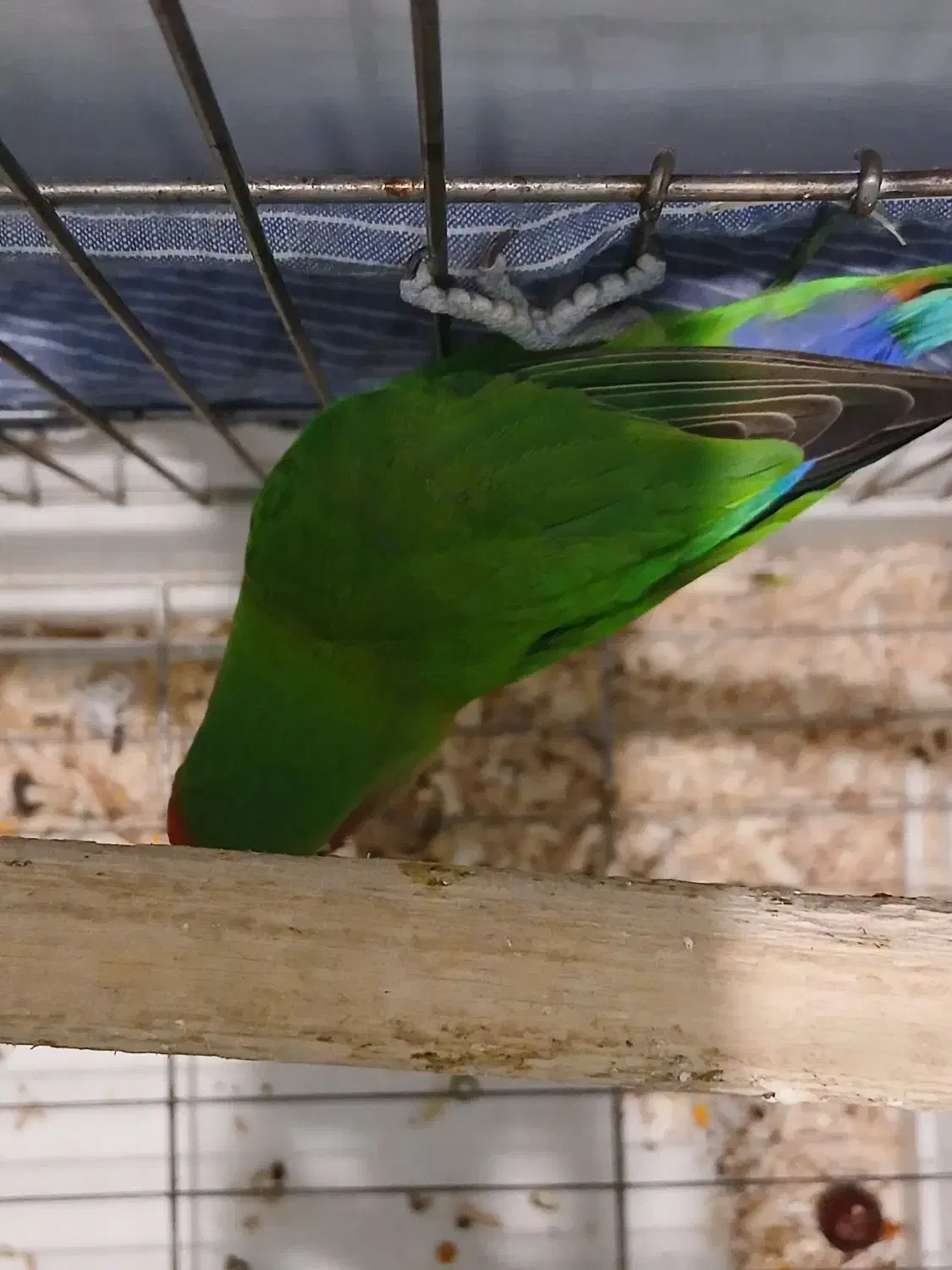 طوطی برزیلی نر|پرنده|تهران, سردارجنگل|دیوار