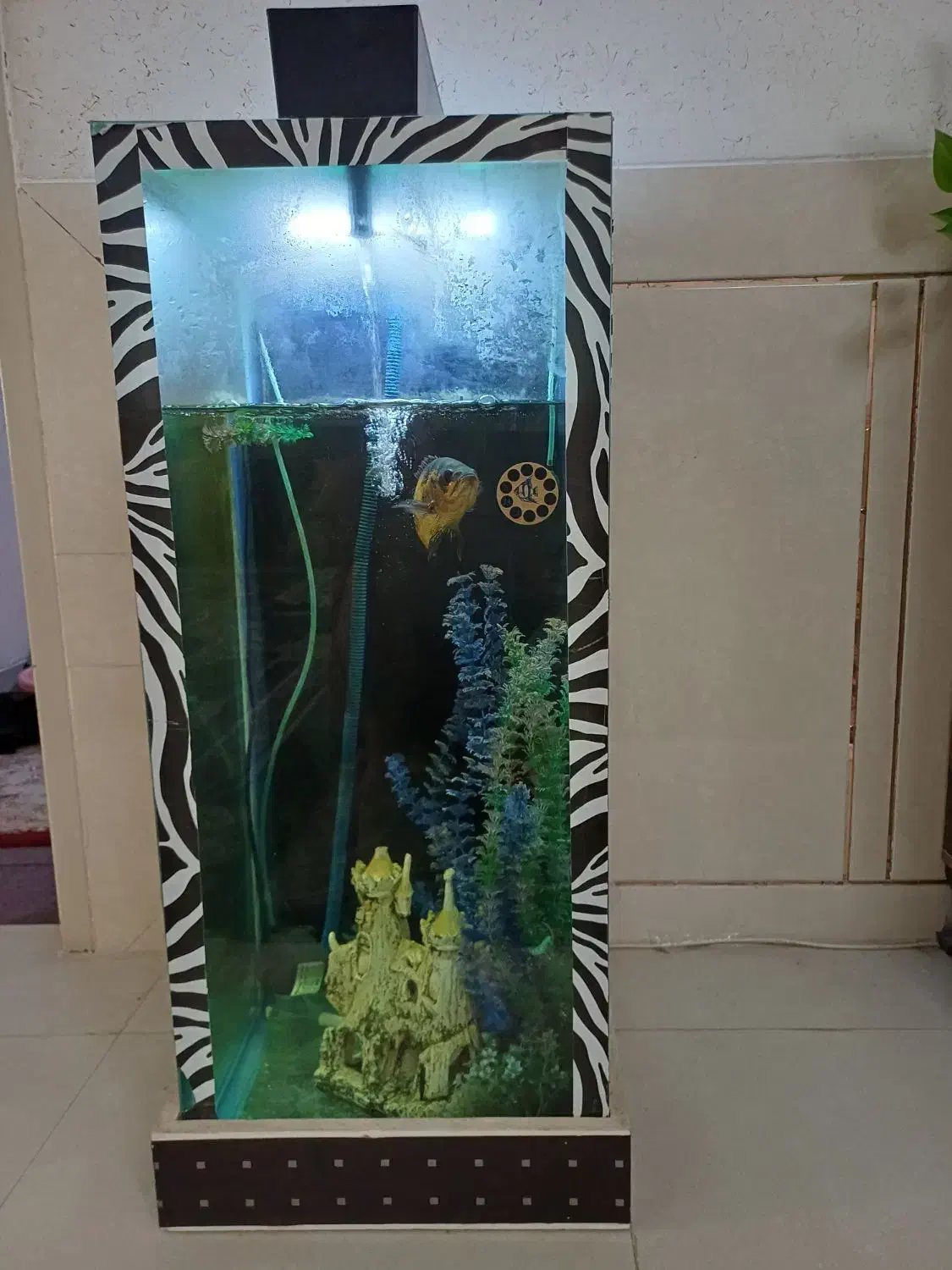 اکواریوم (استوانه ای)|ماهی|نجفآباد, فاز ۳ شهرک آزادگان|دیوار