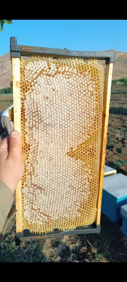 عسل طبیعی کوهستان|خوردنی و آشامیدنی|نمشیر, |دیوار