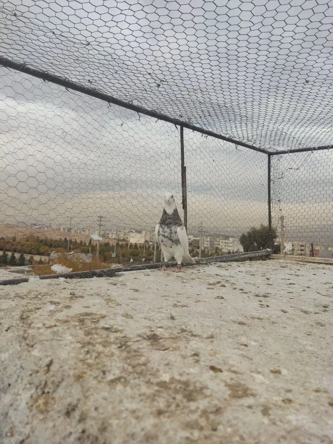 کفتر یا کبوتر|پرنده|شیراز, شهرک گلستان|دیوار