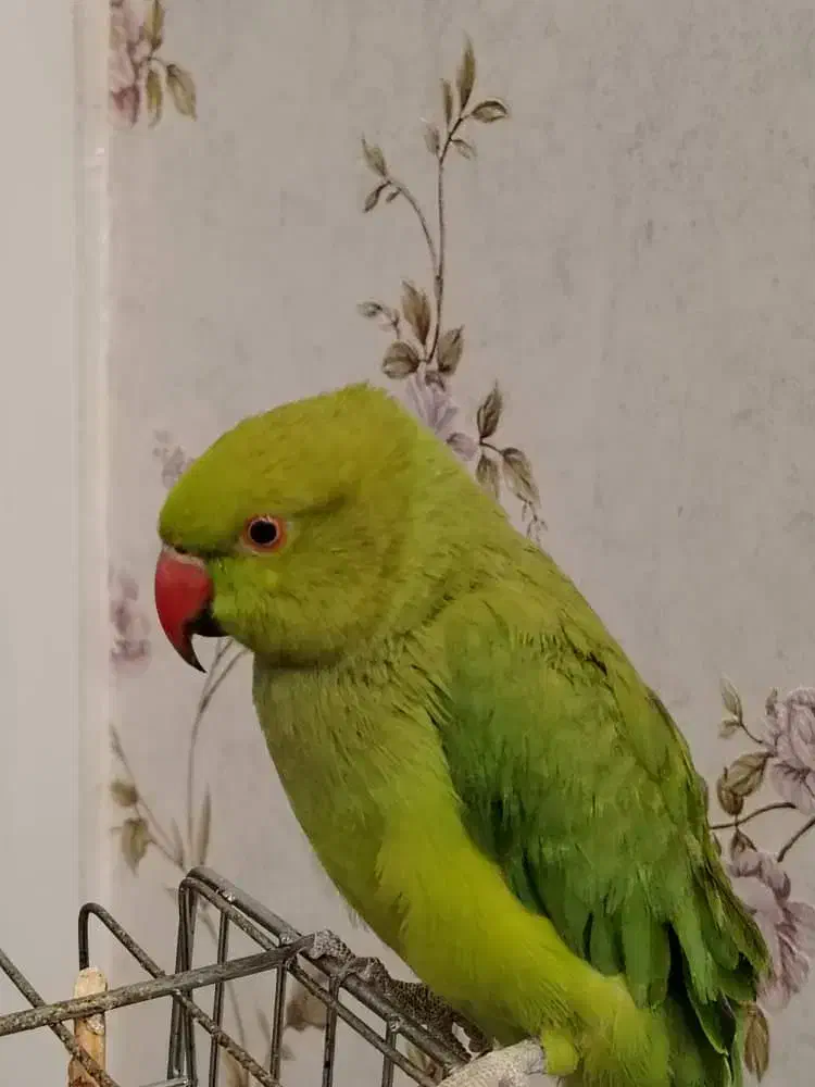 طوطی ملنگو|پرنده|نجف‌آباد, شریعتی غربی|دیوار